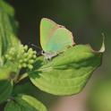 IMG_9074_Green_Hairstreak.JPG